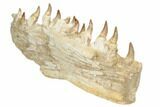 Mosasaur Jaw (Mandible) Section with Thirteen Teeth - Morocco #195778-7